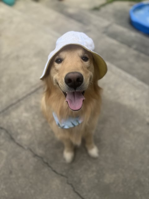 A smiling golden retriever looks directly up at the camera while wearing a white sun hat and neck bandana.