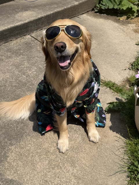 A happy Golden Retriever wearing gold aviator sunglasses and a Hawaiian shirt sits on a concrete patio.