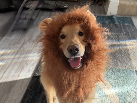 A smiling Golden Retriever dog wearing a faux lion mane costume while looking directly at the camera.