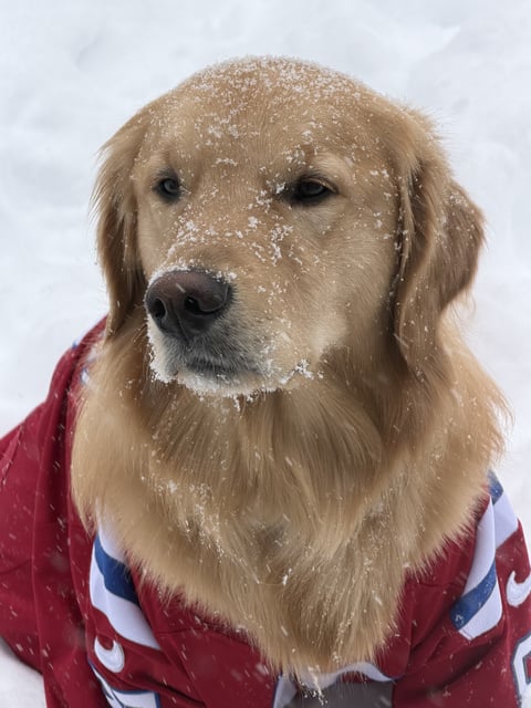 A golden retriever wearing a red athletic jersey looks into the distance with snow dusting its face