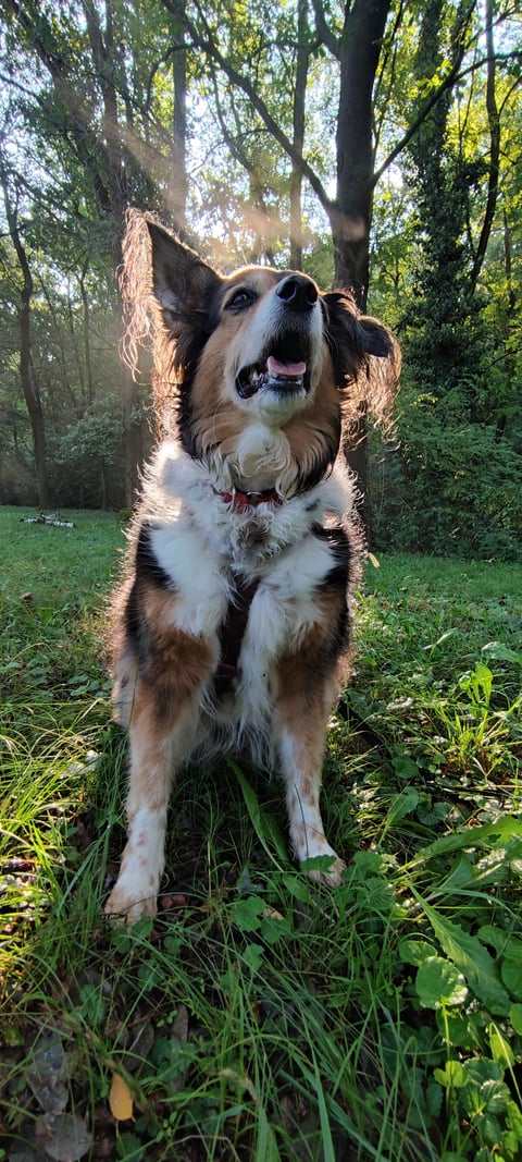 A fluffy tricolor dog sits in green grass among trees with sunlight glowing behind its ears.