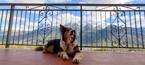 A fluffy tricolor dog lies on a tiled balcony against a metal railing overlooking snow-capped alpine mountains.