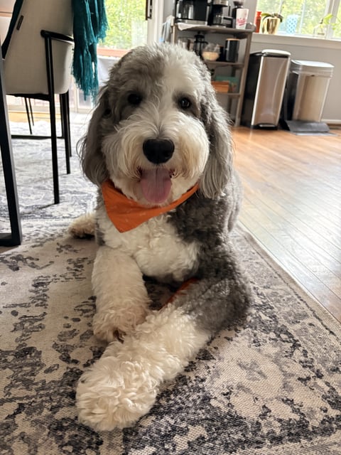 A fluffy gray and white doodle mix wearing an orange bandana lies on a carpet inside a house.