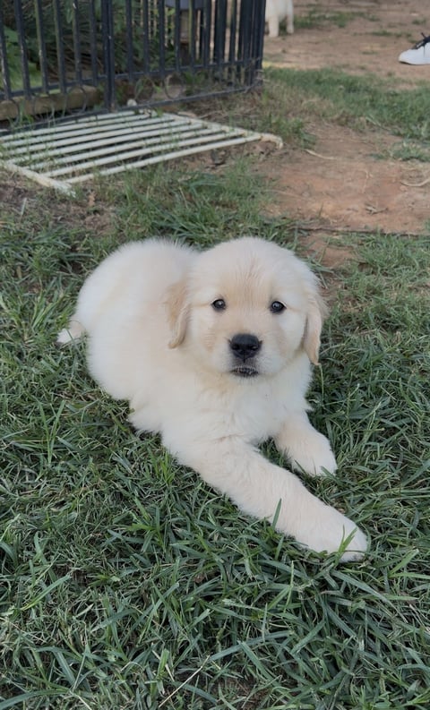 A fluffy cream-colored golden retriever puppy resting on a patch of green grass looking directly at the camera.