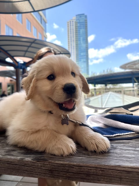 A fluffy cream-colored Golden Retriever puppy lying down on a wooden outdoor bench or table with a city building in the background
