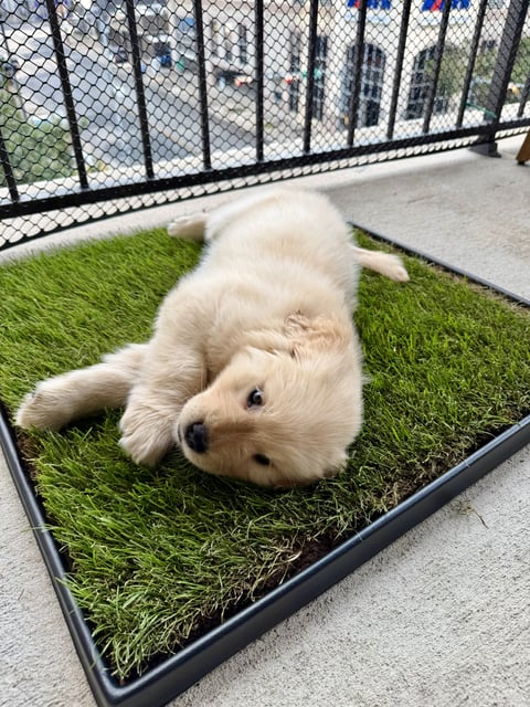 A small light-colored golden retriever puppy lies comfortably on a square patch of artificial grass on an apartment balcony.