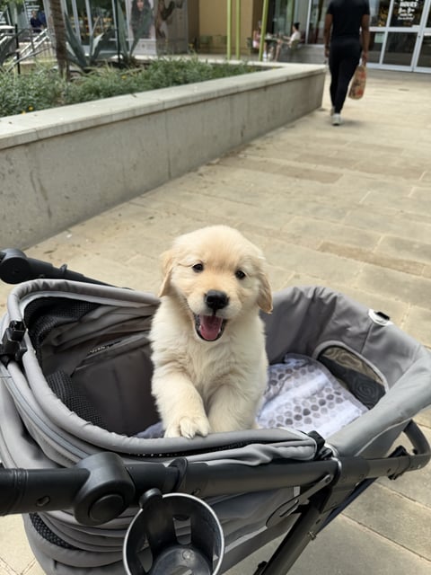 A fluffy cream-colored Golden Retriever puppy sitting in a gray stroller with its mouth open and tongue out