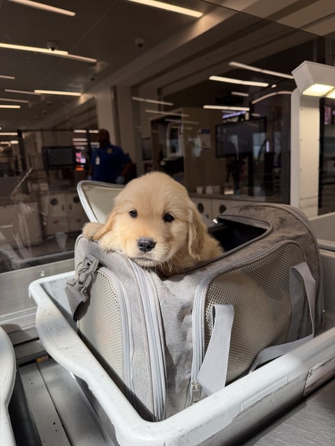 A fluffy golden retriever puppy sits inside an open gray travel carrier placed in an airport security bin.