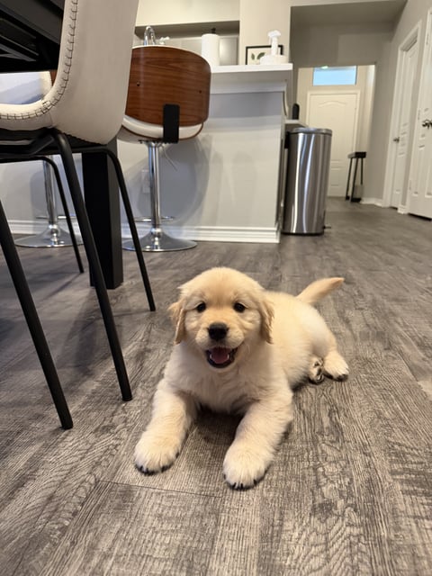 A fluffy Golden Retriever puppy lying happily on a wood floor inside an apartment.