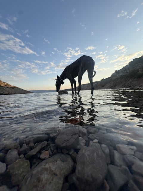 Low-angle shot of a sighthound standing in clear shallow water with a rocky shoreline and sky in the background.