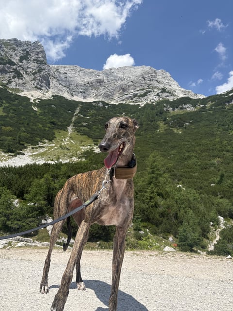 A brindle greyhound stands panting on a hiking trail in front of green slopes and a rocky mountain.
