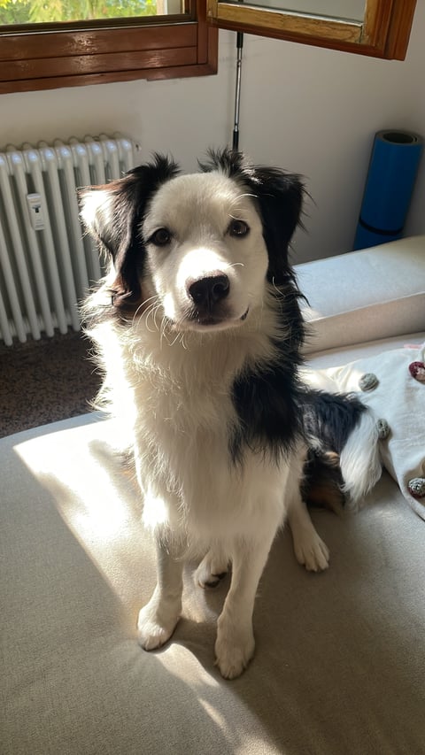 A black and white long-haired border collie sitting upright on a couch bathed in sunlight from an open window.