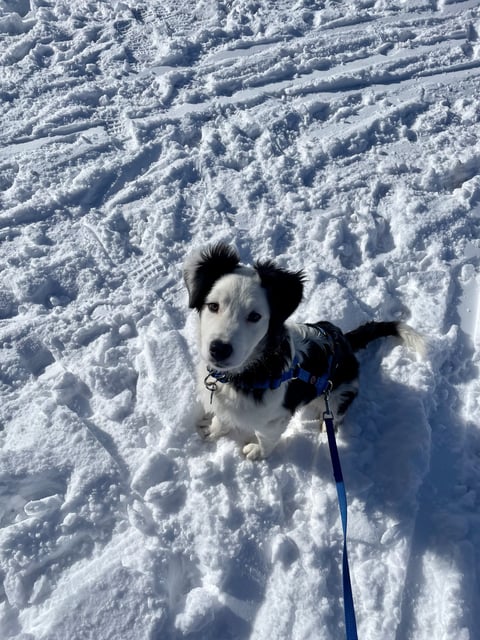 A fluffy black and white puppy wearing a blue harness sits on snowy ground outdoors in the sun.