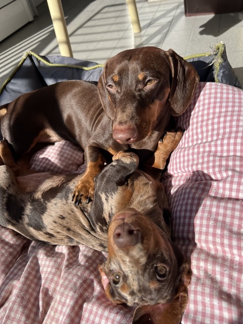 A chocolate dachshund and a dapple dachshund resting and cuddling together on a pink checkered dog bed.