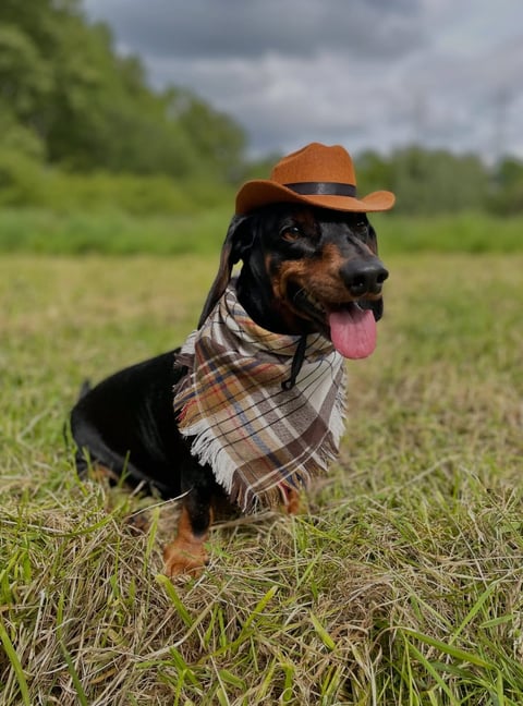 A black and tan dachshund wearing a miniature brown cowboy hat and plaid neckerchief sits panting in a grassy field.