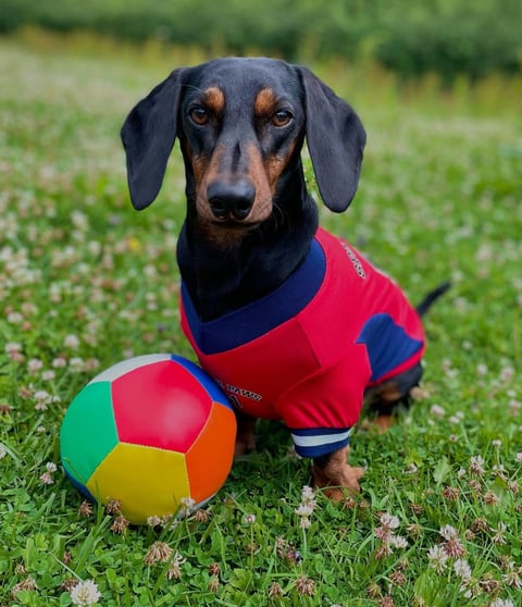 A black and tan smooth-coated dachshund wearing a red and blue sports jersey sitting next to a multi-colored toy soccer ball on green grass.