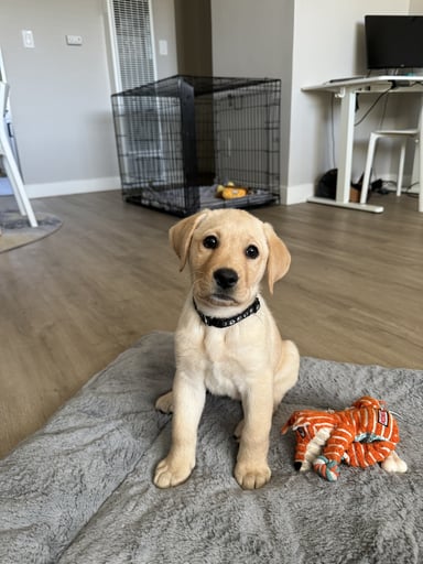 @yellowlab.maisy
