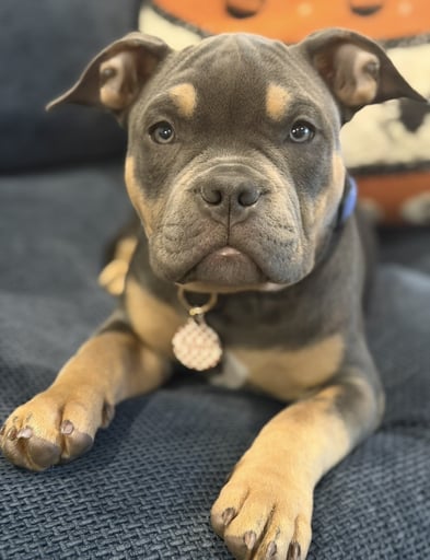 @mr.teds_thebully