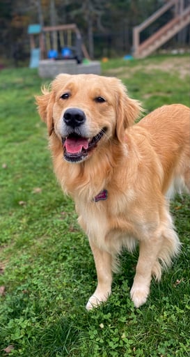 Libby