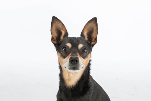 Tobi