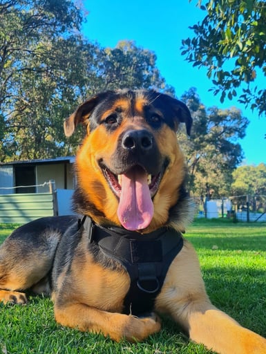 Rambo