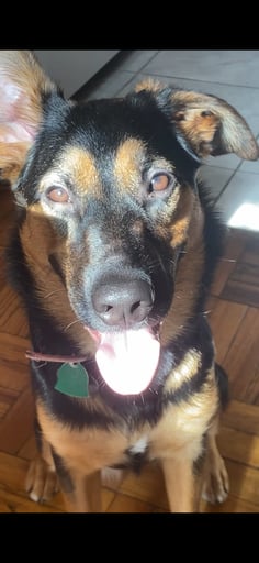 Lyla