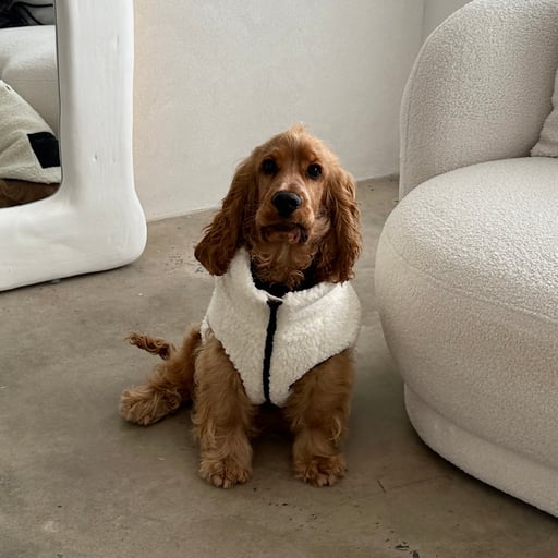 Alfie