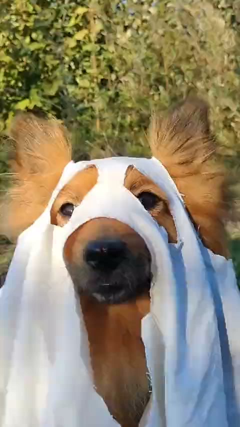 @floofventure