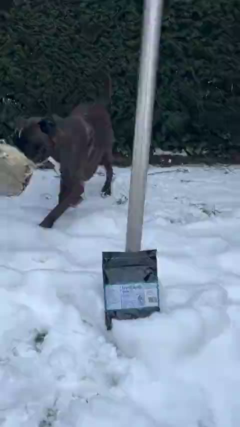 @mick_and_jim_theboxers
