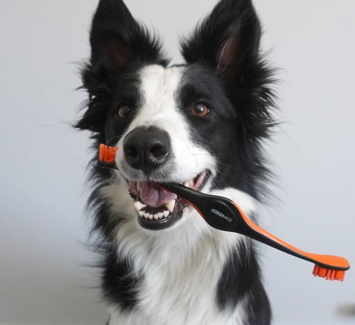 BrushMate Pet Toothbrush- Best dog toothbrush