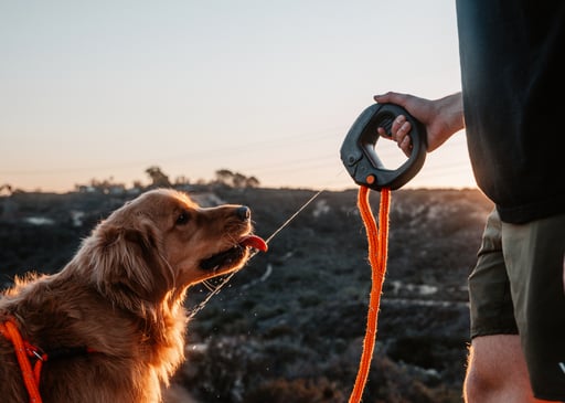 Spleash