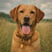dougie_thefoxredlab