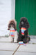 poodlesofcornwall