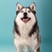 pomsky.akyra