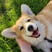 corgi.sweet.cookie