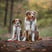 kooikeraussie_adventures