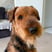 archieairebear