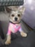 missymoo_chorkie