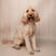 bumble_bea_the_cockapoo