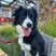 moon.the.bordercollie
