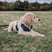 alfredsgoldenadventures