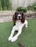 arlo_the_adventure_spaniel