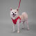 itsbaileythepomchi
