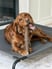 simplylottiegolden