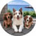 roosters_wieners