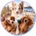 roosters_wieners