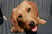 riga-the-dachshund