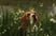 boefbeagle