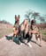 lucky-tofik-bestbuddies