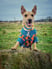 adventureswithfenton